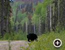 Black Bear Hunting